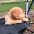 Funniest & Cutest Golden Retriever Puppies #37 - Funny Puppy Videos 2020