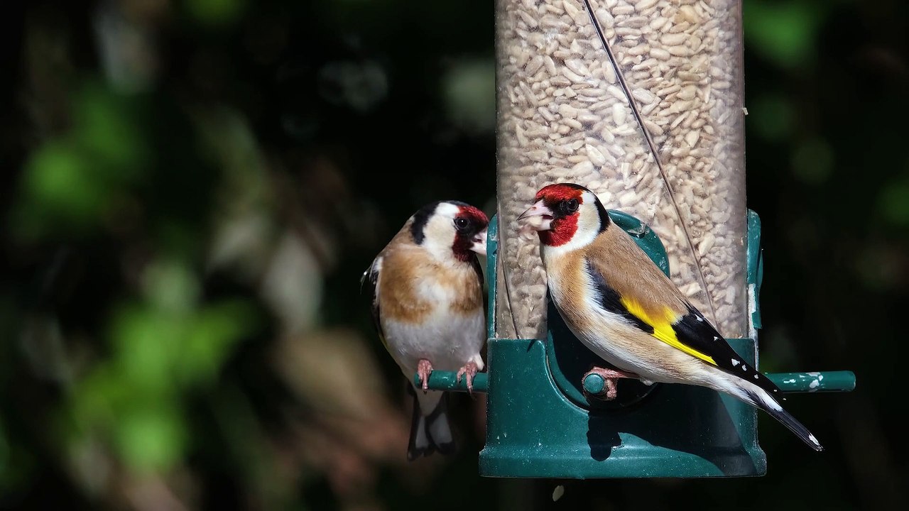 Goldfinch Bird