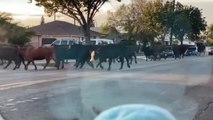Una conductora se encuentra con una estampida de vacas por las calles de Los Ángeles