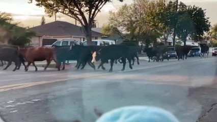Una conductora se encuentra con una estampida de vacas por las calles de Los Ángeles