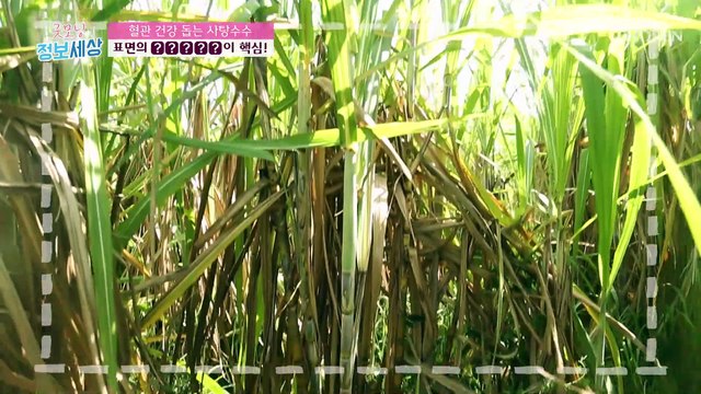 고혈압과 고지혈증을 잡는 비법 【○○○○】 TV CHOSUN 210624 방송