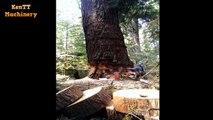 Incredible 15 Minutes Skills Cutting Big Tree -  Most Felling Tree Chainsaw Machines