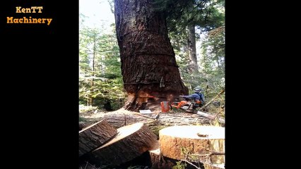 Incredible 15 Minutes Skills Cutting Big Tree -  Most Felling Tree Chainsaw Machines