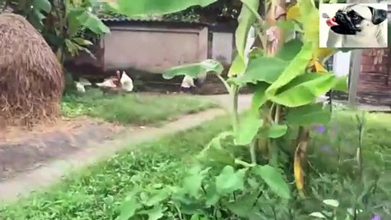 The most important funny videos of a group of cocks