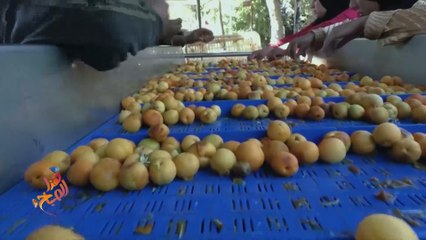 المشمش السوري.. ثمرة حاضرة في الأمثال الشعبية والموائد