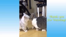 Funny and Cute Cat's Life  Cats and Owners are the best friends Videos