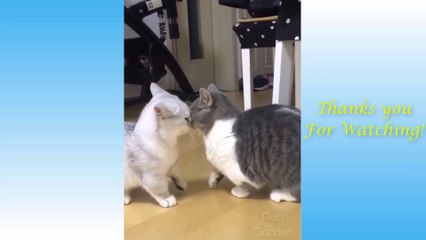 Funny and Cute Cat's Life  Cats and Owners are the best friends Videos