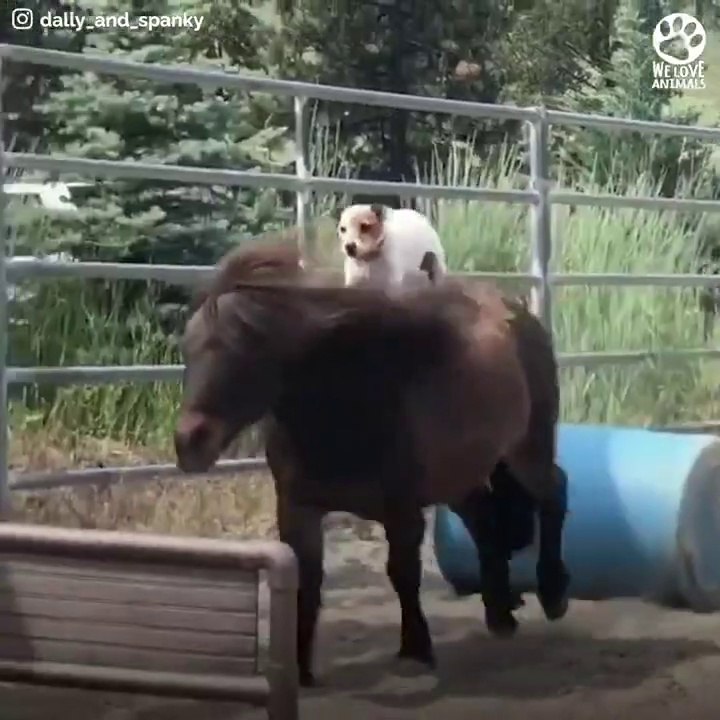 Rescue horse BEST FRIENDS with blind dog # ANIMAL LOVERS