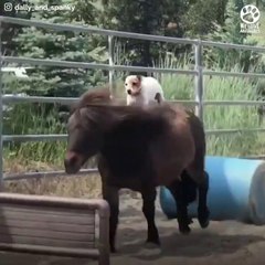 Rescue horse BEST FRIENDS with blind dog # ANIMAL LOVERS