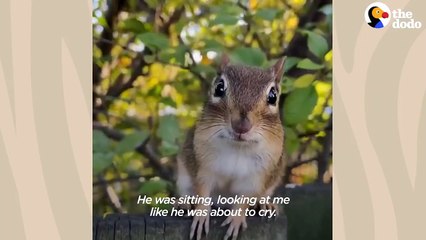 Chipmunk Gets So Jealous When His Favorite Girl Talks To Other Chipmunks _ The Dodo Wild Hearts
