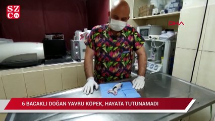6 bacaklı doğan yavru köpek, hayata tutunamadı