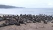 Más de 300 leones marinos invaden una de las playas de la ciudad chilena de Tomé