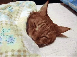 see cat going under the blanket because of the cold