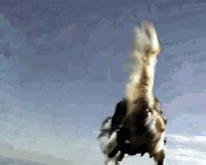 parachutist cat jumps from the plane