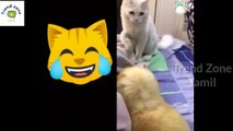 Animals Funny VideosTamil #2||Cat,Dog Funny Moments Captured|| Trend Zone Tamil