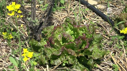 Reportage - Les toitures végétalisées en plein boom!