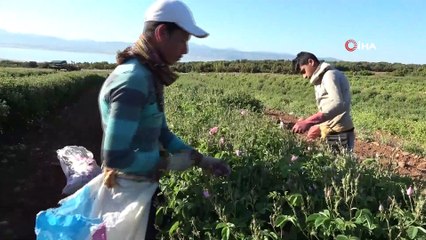 Isparta’da kuraklık gül rekoltesini ve verimini etkiledi
