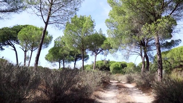 TUE falla que España no ha adoptado medidas adecuadas para proteger Doñana