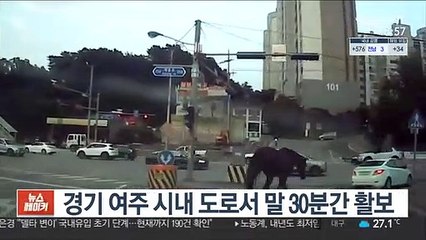 경기 여주 시내 도로서 말 30분간 활보