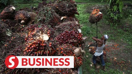 Palm oil players with operations in Indonesia to benefit 