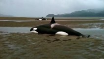 Killer Whales beached while they were hunting for seals