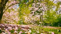 فيديو زهور عالي الدقة زهور مذهلة طبيعة رائعة فيديوهات عالية الدقة