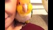 Funny Parrots Videos Compilation Cute Moment Of The Animals - Cutest Parrots #6 - Compilation 2020