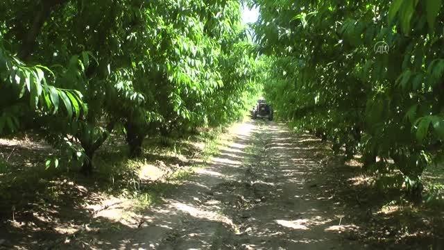 ÇANAKKALE - Kazdağları'nın coğrafi işaretli ürünü Bayramiç beyazı nın hasadına başlandı