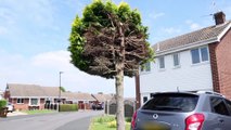 This hilarious photo shows a tree which has become a local 