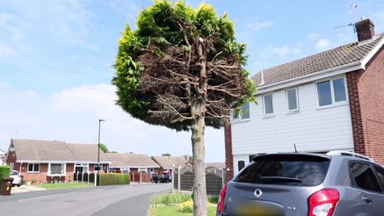 This hilarious photo shows a tree which has become a local "tourist attraction" after being chopped in half following a "petty" dispute between neighbours