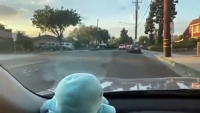 Cansadas de morrer, 40 vacas fogem de matadouro e assustam moradores; durante protesto uma vaca foi baleada