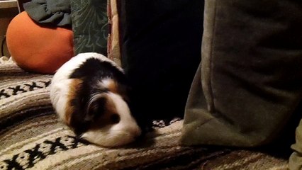 CAVIA PORCELLUS TURMERIC 102_5532