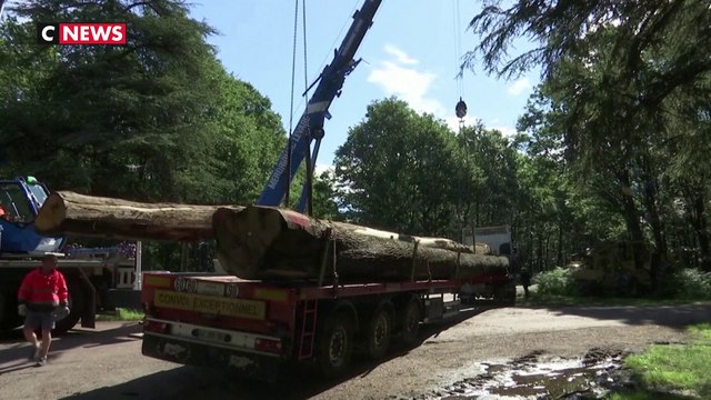 Les chênes destinés à reconstruire Notre-Dame ont quitté la forêt