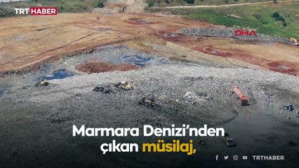Marmara'dan çıkan müsilaj Şile'de toplanıyor