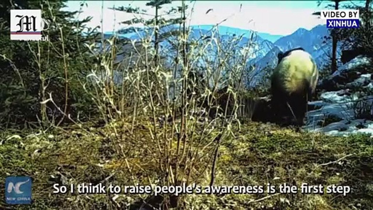 What can we do to protect pandas?