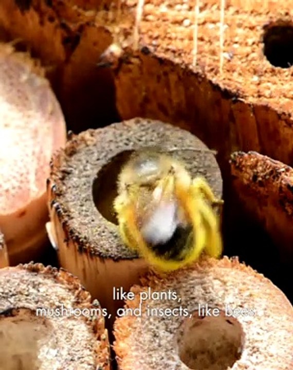 WORLD BEE DAY THE HOUSE’S COMMITMENT GAINS A RENEWED MOMENTUM