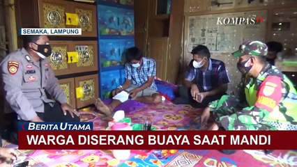 Diserang Buaya Muara Saat Mandi di Sungai, Tangan dan Kaki Seorang Warga Terluka