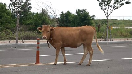 ‘소’가 넘어갔다!! [그러다 큰일나!!]