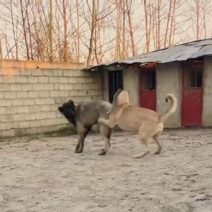 COBAN KOPEKLERi BAHCEDE OYUNDALAR - SHEPHERD DOGS GAME