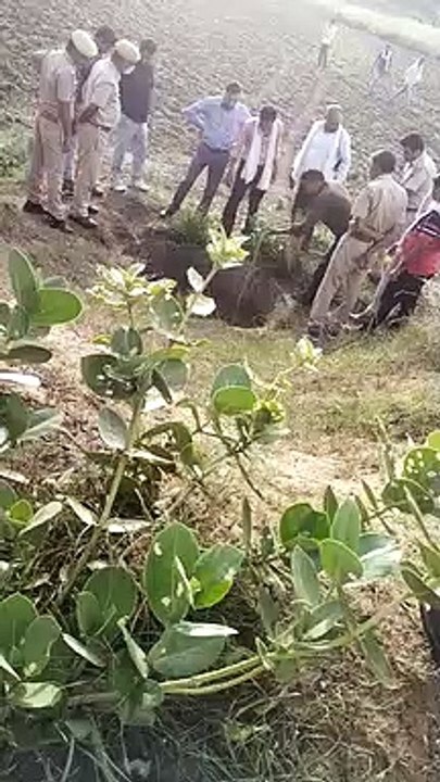 कुएं गिरे दो जंगली जानवर, निकालने के प्रयास तुलसीपुरा के समीप की घटना