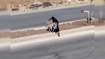 - Hasta eşeği yolun karşısına geçirerek insanlık dersi verdi