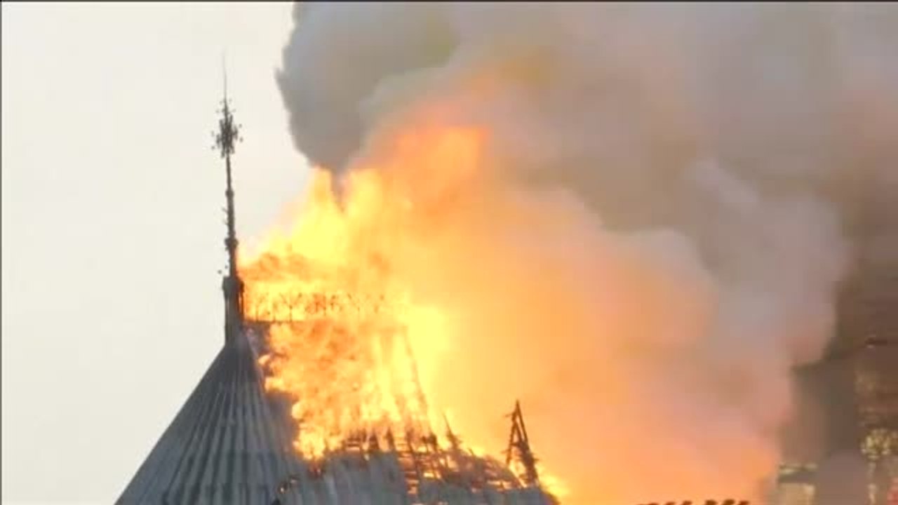 Árboles centenarios para la reconstrucción de Notre Dame