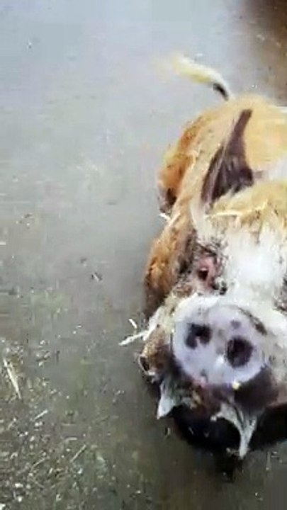 Kunekune Pig Playing Fetch With a Pumpkin