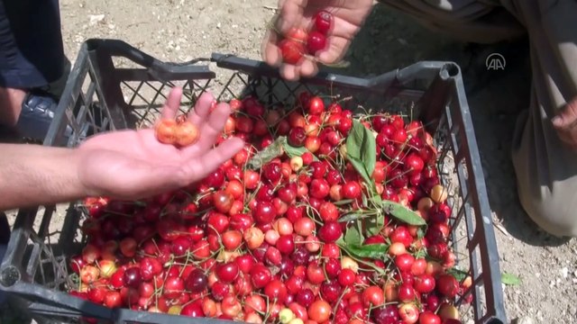 MANİSA - Fırtınanın zarar verdiği tarım alanlarında hasar tespit çalışmalarına başlandı