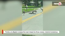 Florida, an alligator crosses the road chased by three cranes: motorist incredulous