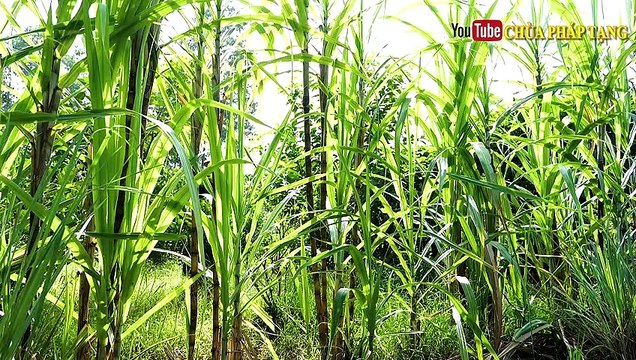 Ngừa Tai Biến - Chống Đột Quỵ - Giảm Mỡ Máu - Loại Thức Uống Nhà Nào Cũng Nên Làm Chùa Pháp Tạng