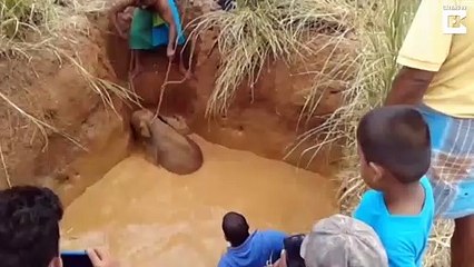 Download Video: Des villageois réunis pour sauver un bébé éléphant coincé dans la boue