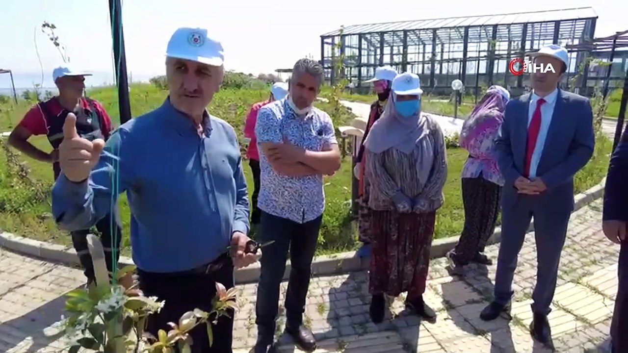 Tıbbî ve Aromatik Bitkiler Bahçesi’nde ilk hasat yapıldı