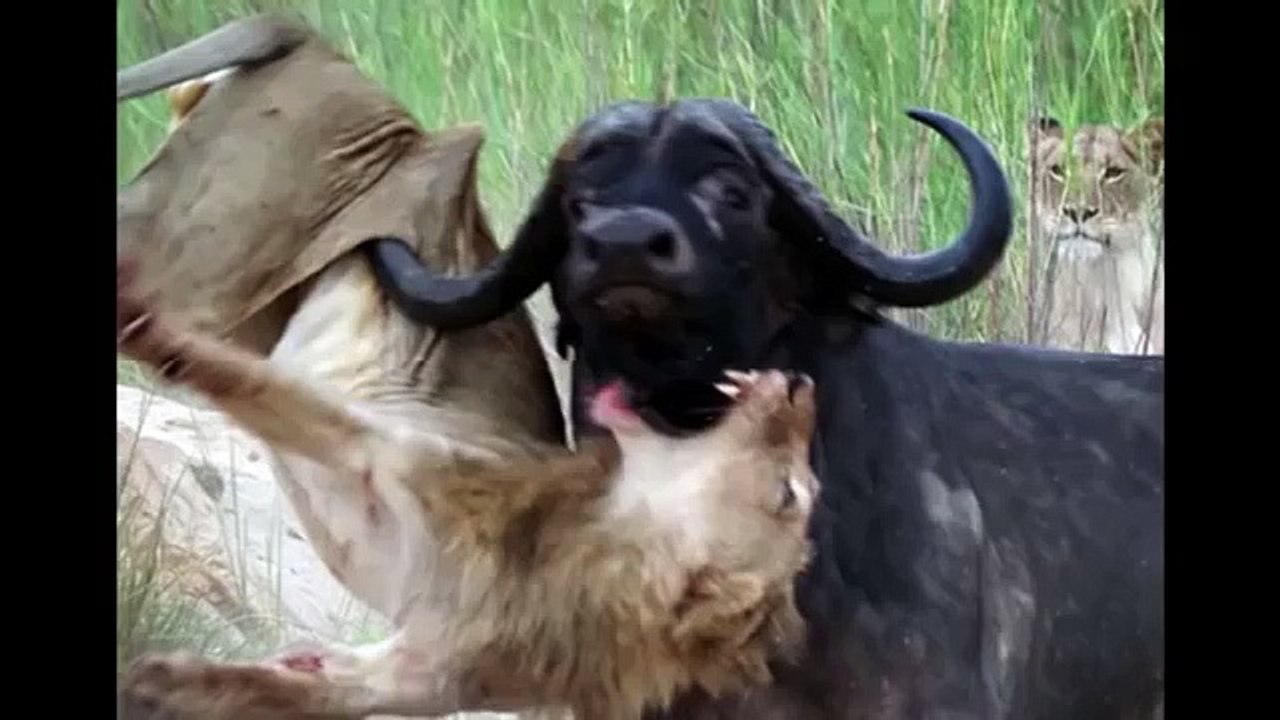 Buffalo kills old Lion who try to eat her baby,  Life of Wild Animals
