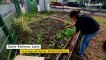À Saint-Etienne, un potager partagé pour apprendre aux petits et aux grands à jardiner
